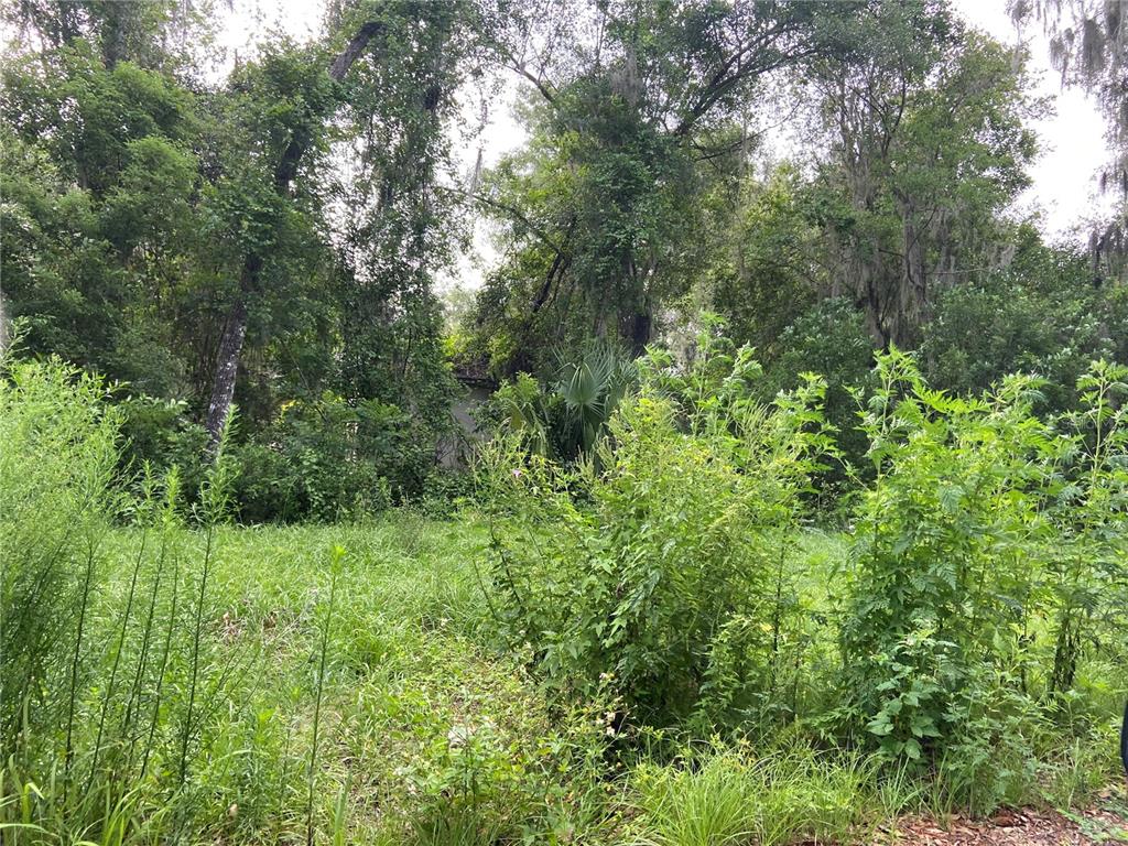 A grassy, overgrown lot is surrounded by dense trees and foliage — WILSON AVENUE, DELAND, FL