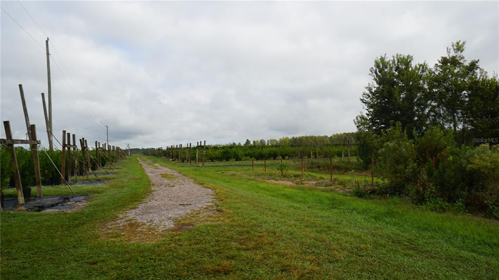 A dirt path leads through a farm with rows of plants supported by wooden trellises — DOUGLAS ROAD, GROVELAND, FL