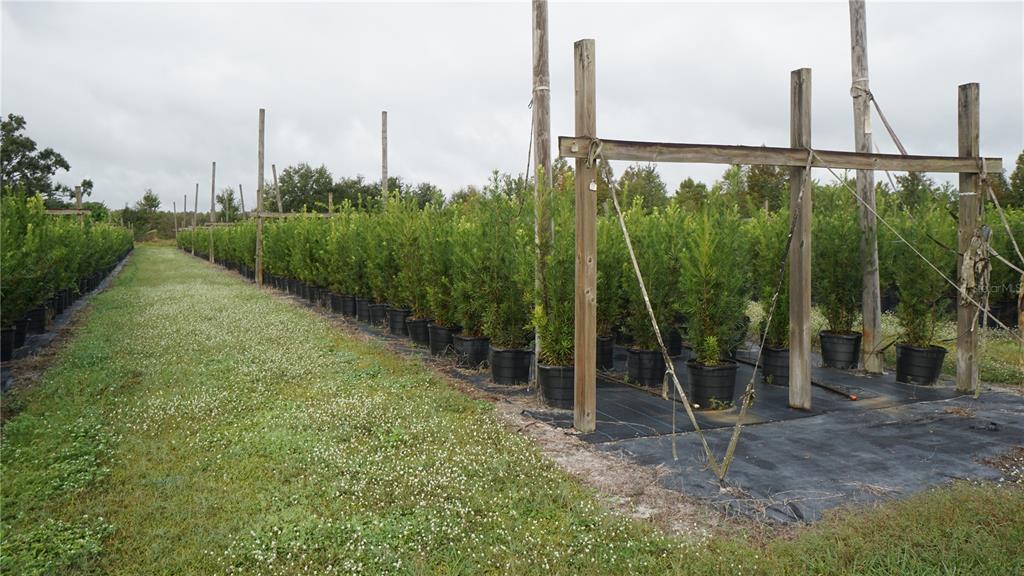 Rows of potted evergreen trees grow in a nursery field with wooden support structures — DOUGLAS ROAD, GROVELAND, FL