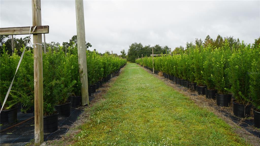 Rows of potted evergreen trees line a grassy path in an outdoor nursery — DOUGLAS ROAD, GROVELAND, FL