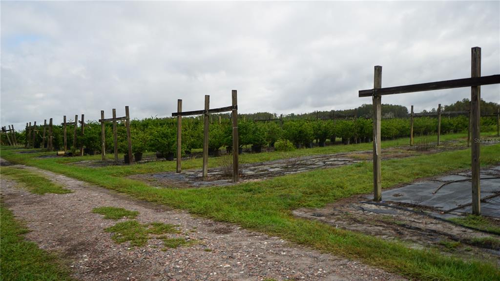 A gravel path leads past rows of potted plants supported by wooden trellis structures — DOUGLAS ROAD, GROVELAND, FL