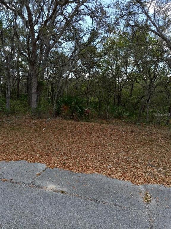 A paved road borders a wooded lot covered in fallen leaves and dense vegetation — 429 NAPLES COURT, KISSIMMEE, FL