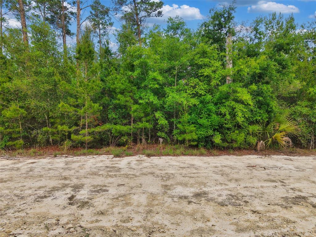 A sandy, cleared lot sits in front of a dense line of green trees — SAVANNA LANE, STEINHATCHEE, FL