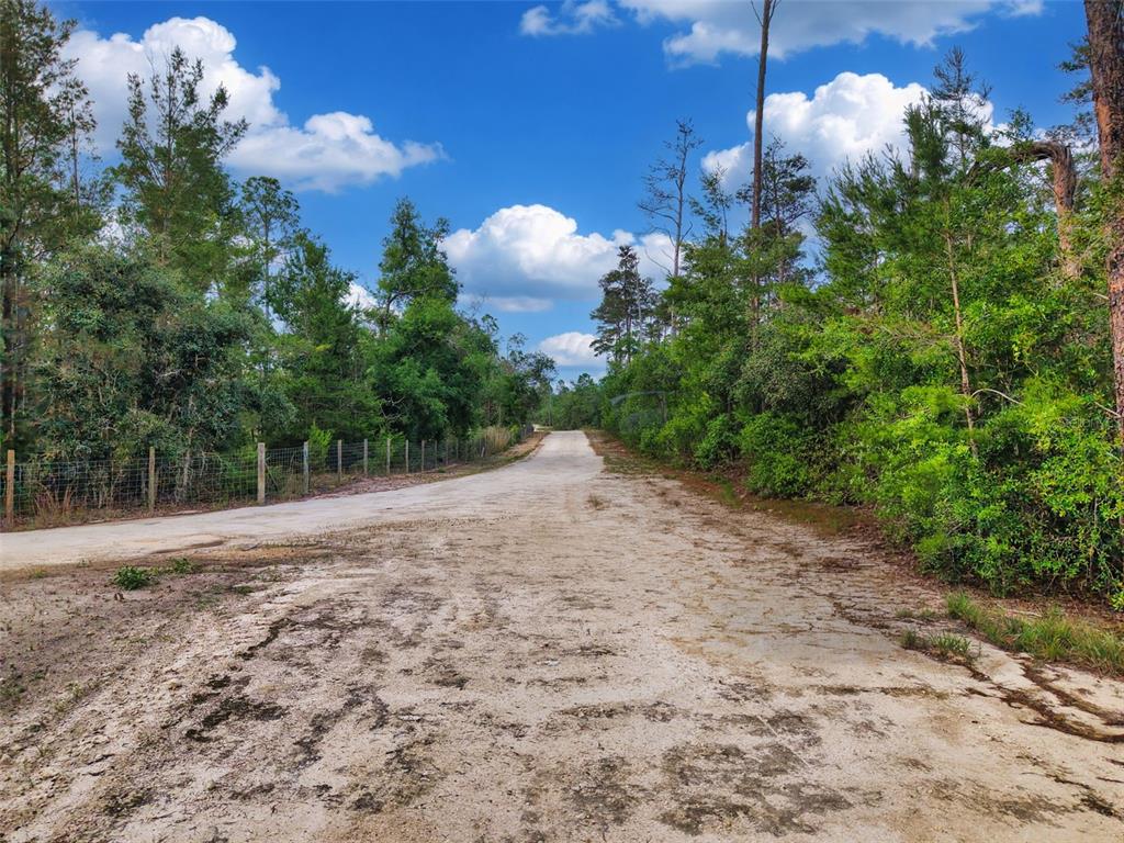 A dirt road leads through a wooded area under a blue sky with white clouds — SAVANNA LANE, STEINHATCHEE, FL