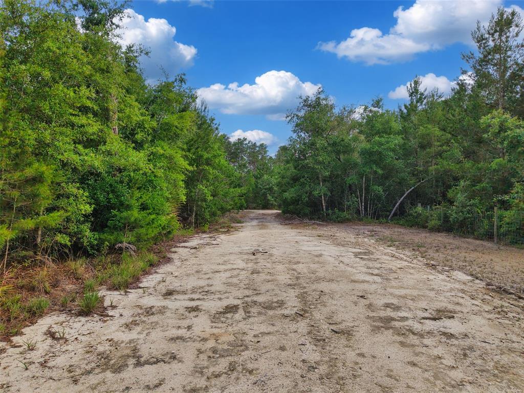 A dirt path leads through a dense, wooded area under a bright, cloudy sky — SAVANNA LANE, STEINHATCHEE, FL