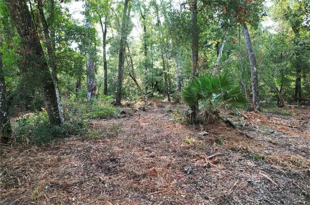 A wooded lot features a clearing covered in pine needles with scattered trees and palmettos — NE 497TH STREET, OLD TOWN, FL