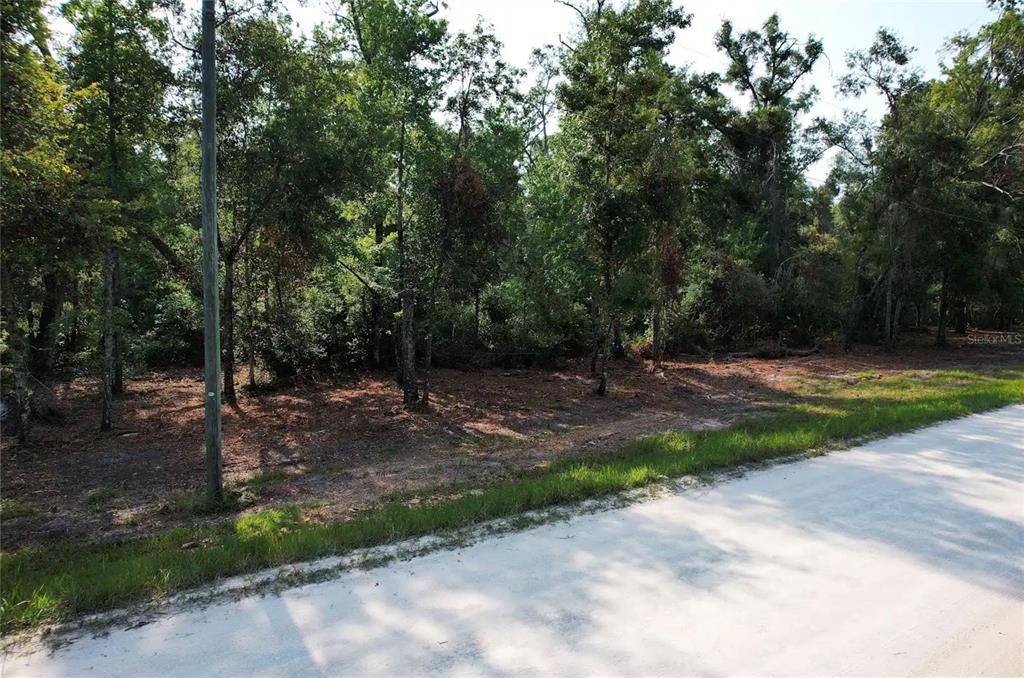 A dirt road runs alongside a wooded, undeveloped lot with scattered trees and pine needles — NE 497TH STREET, OLD TOWN, FL