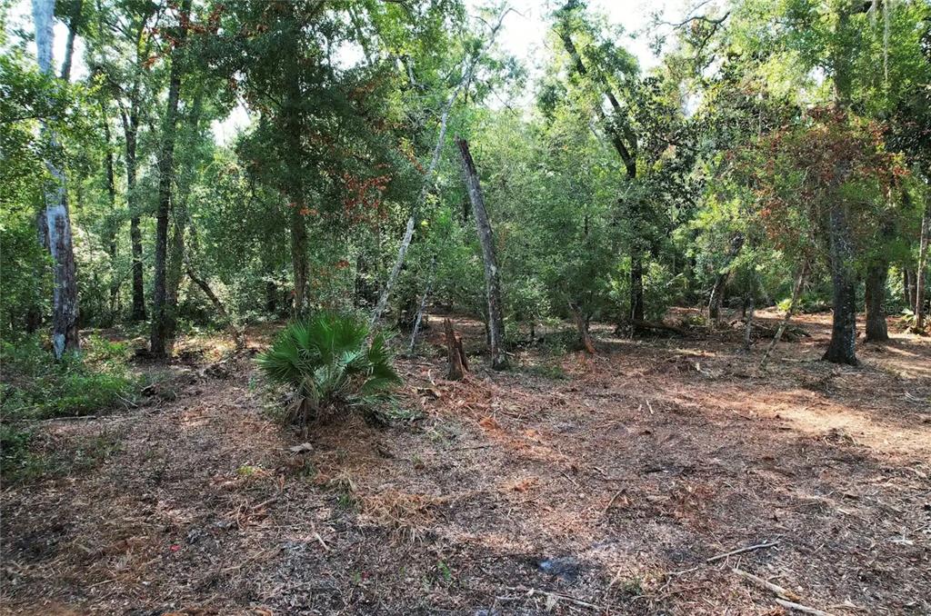 A wooded lot with cleared ground, scattered pine needles, and a small palmetto plant — NE 497TH STREET, OLD TOWN, FL