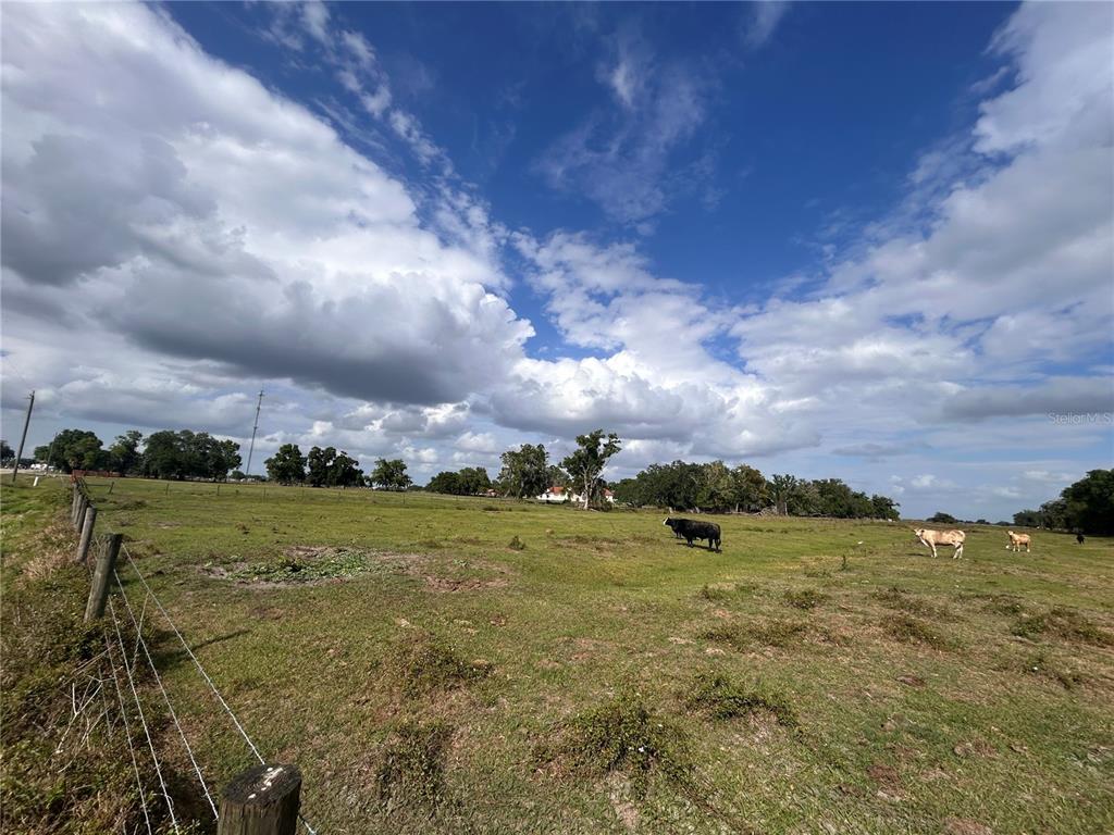 A wide, grassy pasture features a wire fence in the foreground and several grazing cattle — WASHINGTON STREET, ARCADIA, FL