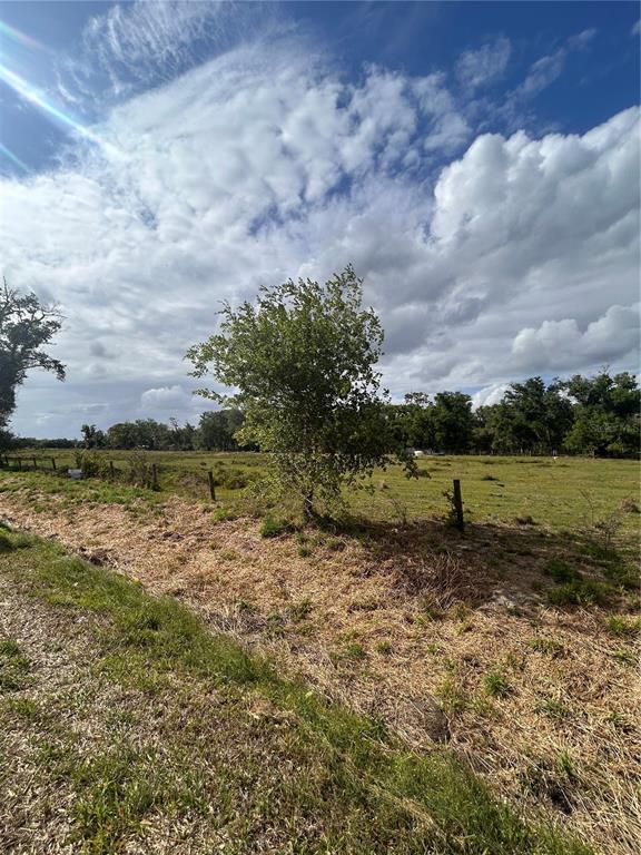 A lone tree stands in a grassy field behind a wire fence under a cloudy sky — WASHINGTON STREET, ARCADIA, FL
