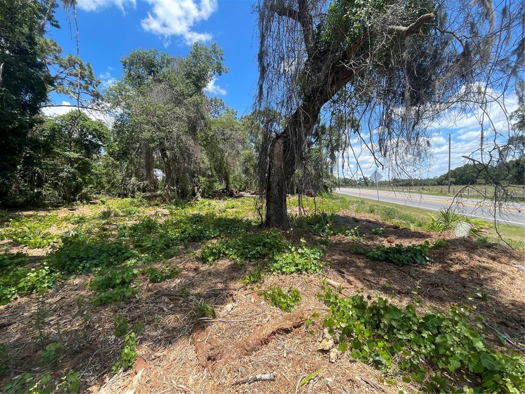 A wooded lot with a large tree and ground cover next to a paved road — COUNTY ROAD 42, UMATILLA, FL