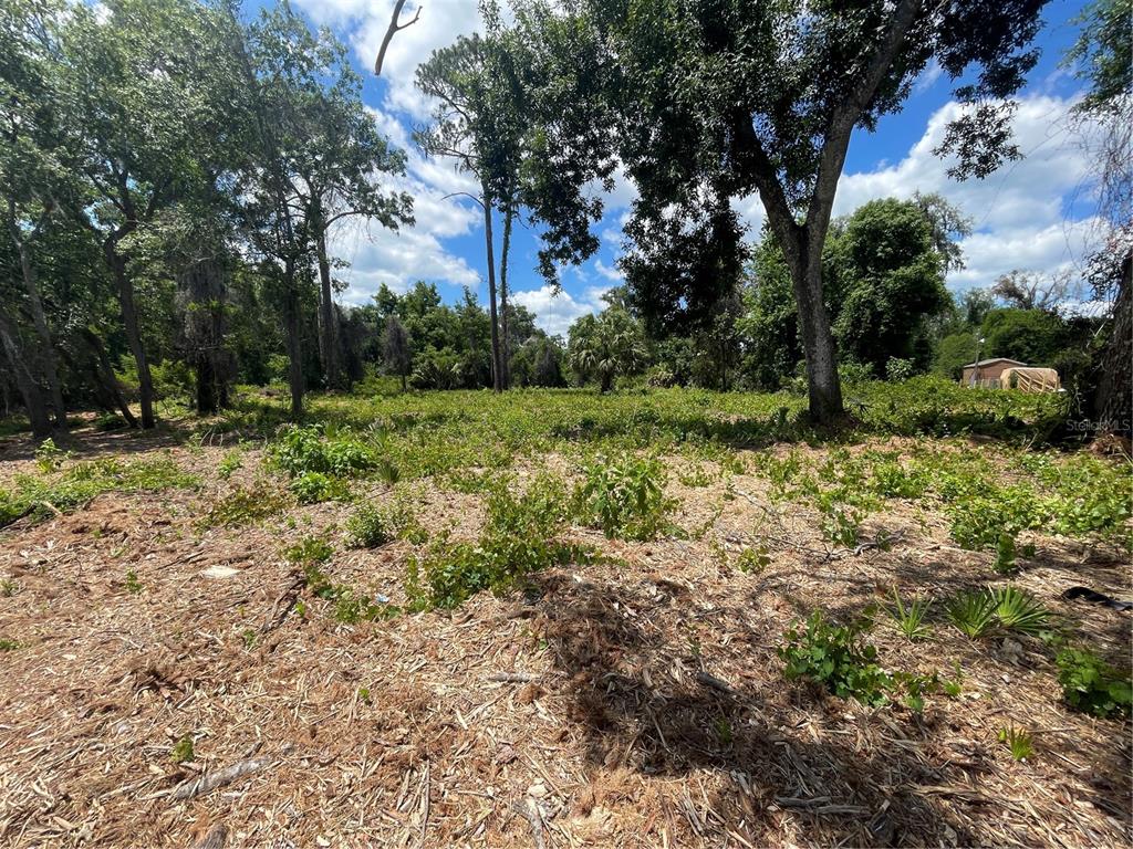 A cleared, wooded lot features scattered low-lying vegetation under a bright, partly cloudy sky — COUNTY ROAD 42, UMATILLA, FL