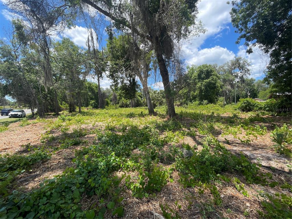A vacant, wooded lot with low-lying vegetation and several large trees under a blue sky — COUNTY ROAD 42, UMATILLA, FL