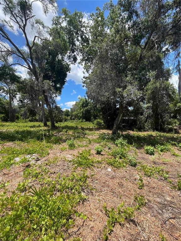 A wooded, undeveloped lot features scattered low-lying vegetation and several large, mature trees — COUNTY ROAD 42, UMATILLA, FL