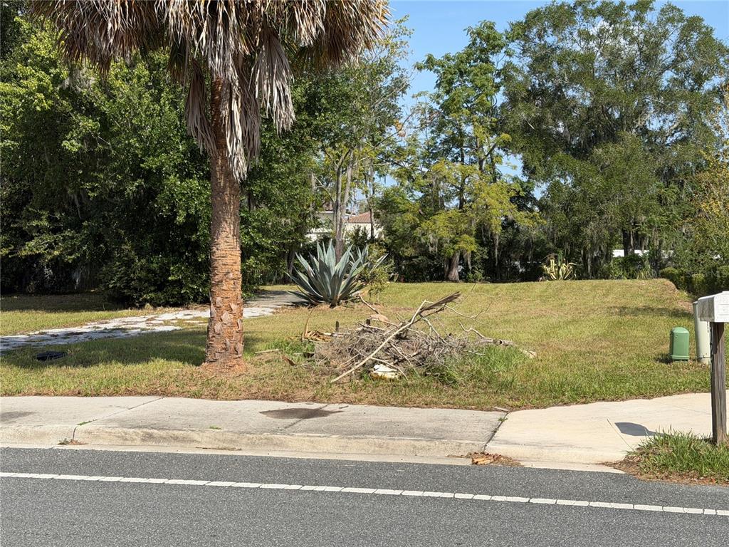 A vacant, grassy residential lot features a palm tree, a large agave, and scattered brush — 121 W LEMON STREET, LADY LAKE, FL