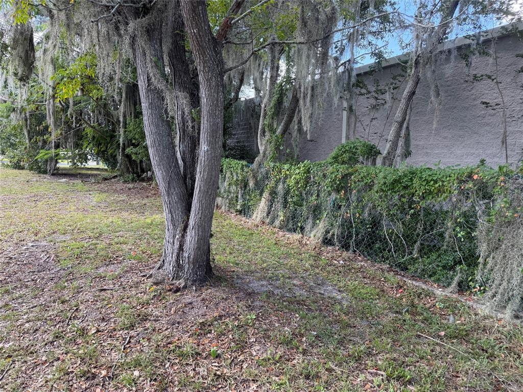 A large tree stands in a grassy area next to a chain-link fence and wall — 121 W LEMON STREET, LADY LAKE, FL