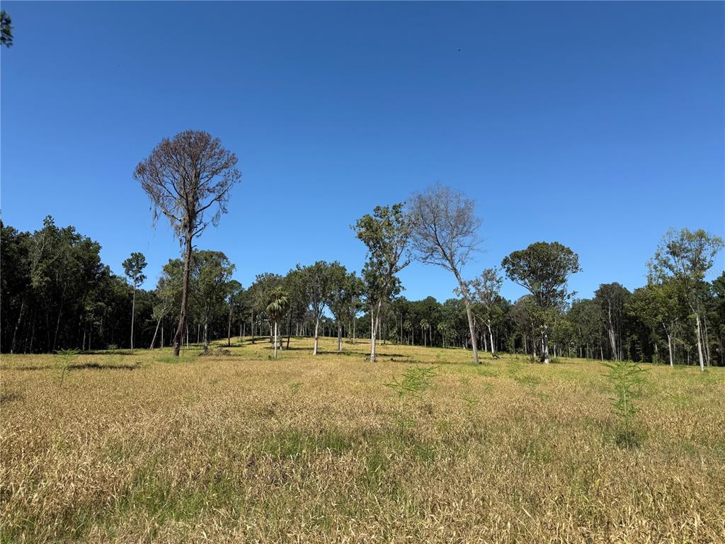 A large, grassy field sits in front of a line of trees under a clear sky — 84ac NW 193RD ST, MICANOPY, FL