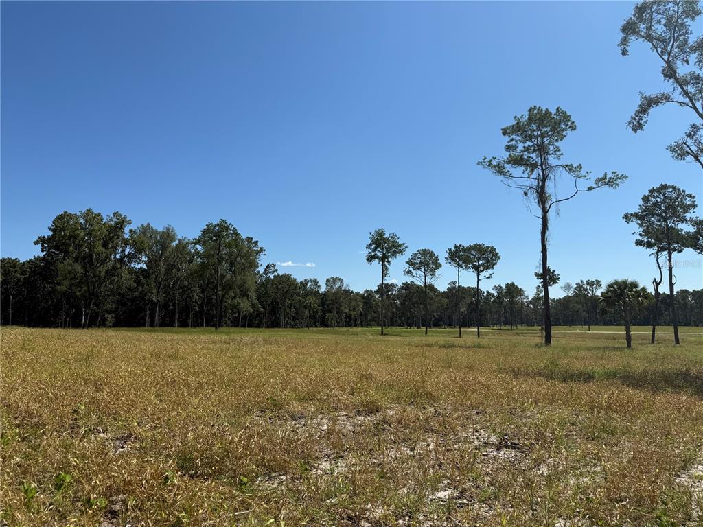 A large, flat, grassy field is bordered by a dense line of pine trees — 84ac NW 193RD ST, MICANOPY, FL