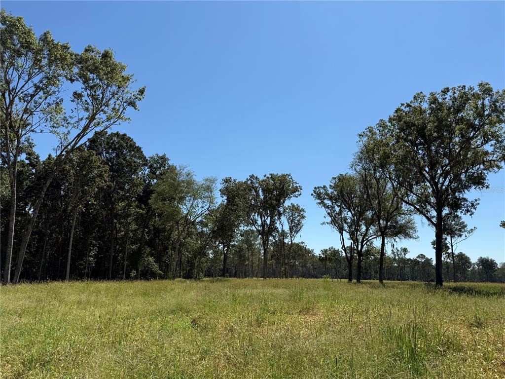 A grassy field sits in front of a line of trees under a clear sky — 84ac NW 193RD ST, MICANOPY, FL