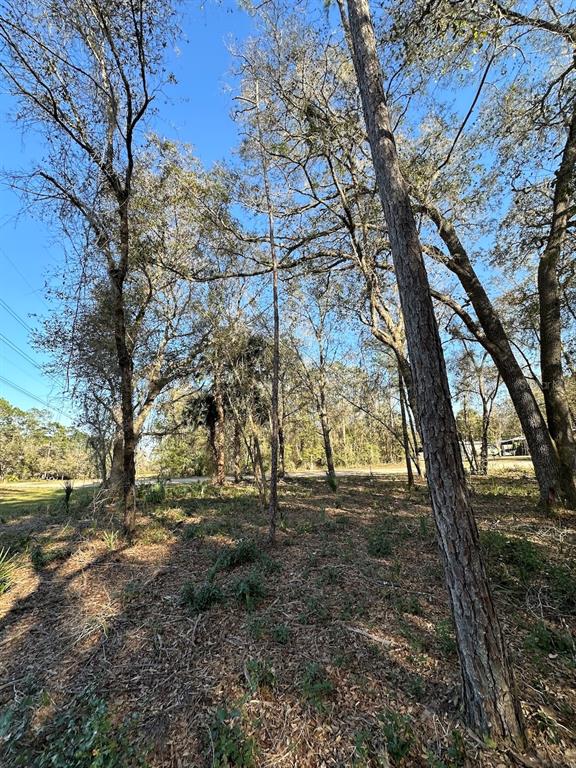 A wooded lot with tall pine and oak trees under a clear blue sky — TBD NE 151 LANE, FORT MC COY, FL