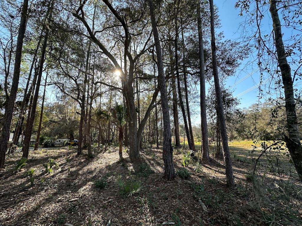 A wooded lot with tall pine trees and dappled sunlight on the forest floor — TBD NE 151 LANE, FORT MC COY, FL