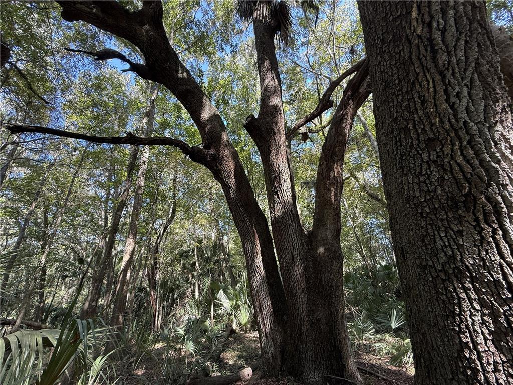 A large, multi-trunked oak tree stands in a wooded area with palmettos — WOH #1 (15ac) NW 193RD ST, MICANOPY, FL