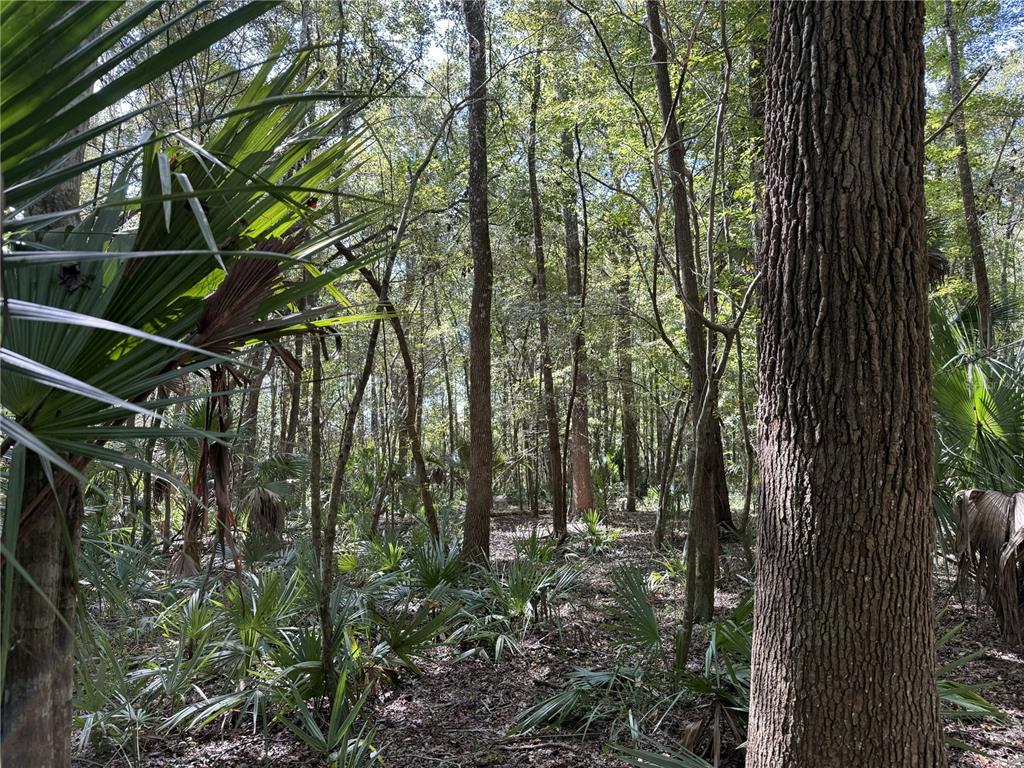 A wooded area features tall trees and dense palmetto plants under a bright, sunny sky — WOH #1 (15ac) NW 193RD ST, MICANOPY, FL