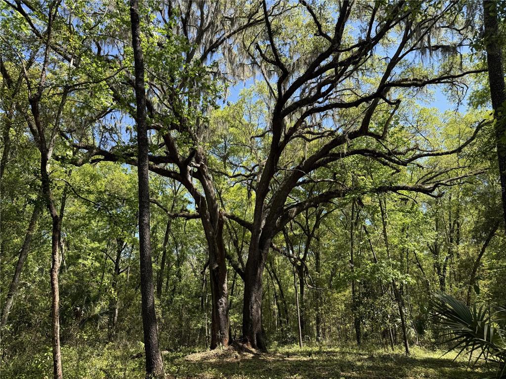 A large, mature oak tree with Spanish moss stands in a wooded, natural outdoor area — WOH #1 (15ac) NW 193RD ST, MICANOPY, FL
