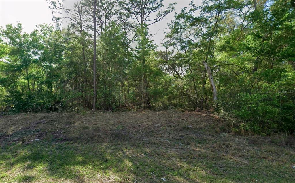 A cleared, grassy lot sits in front of a dense forest of tall trees — 10814 N HATARI DRIVE, CITRUS SPRINGS, FL
