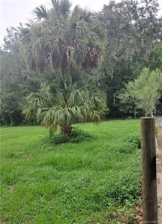 A large palm tree stands in a grassy yard bordered by a wooden fence — 130TH STREET, BELLEVIEW, FL