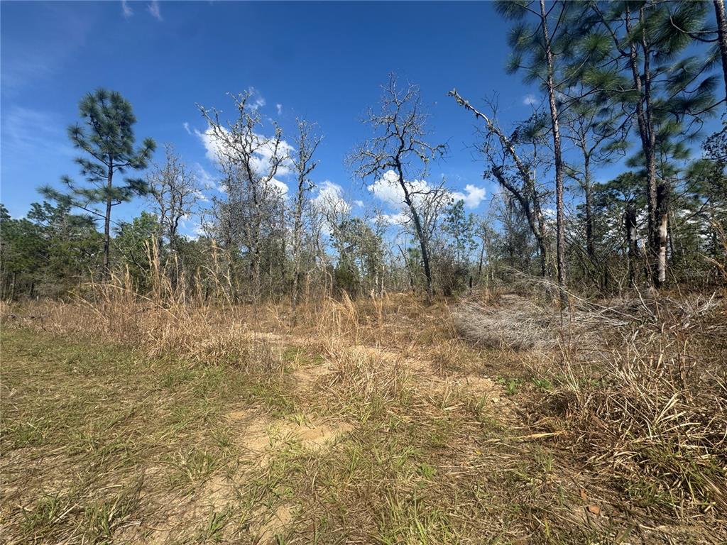 A grassy, undeveloped lot features scattered pine trees and dry brush under a blue sky — tbd NE 155TH AVENUE, WILLISTON, FL