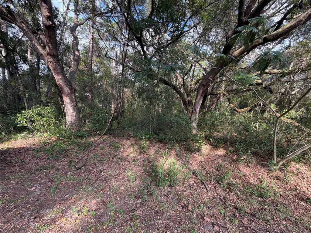 00 SE 169TH CT, OCKLAWAHA, FL — photo 3 of 7