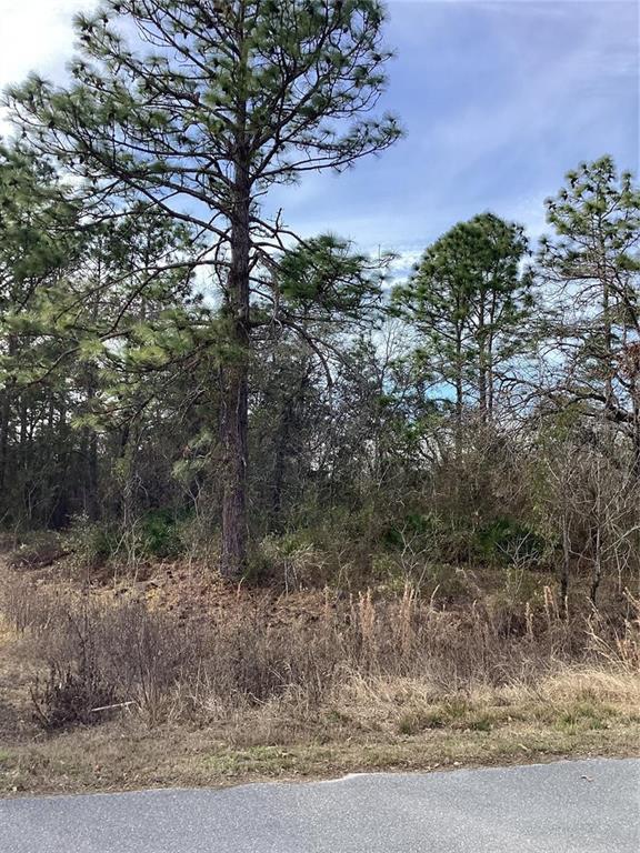 12449 INDIGO BUNTING ROAD, WEEKI WACHEE, FL — photo 5 of 5