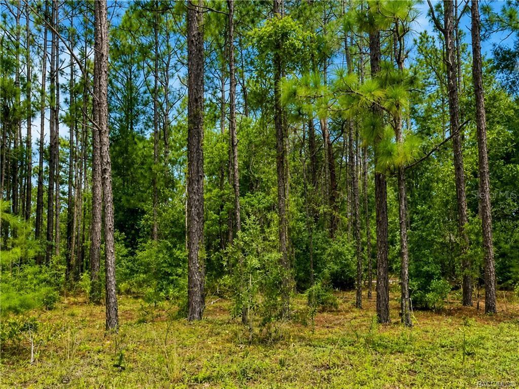 A wooded lot featuring tall pine trees and low-lying green vegetation under a blue sky — 7938 N RYAN WAY, CITRUS SPRINGS, FL