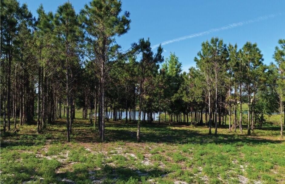 A wooded lot with pine trees and a view of a pond in the background — 9717 MORTON JONES ROAD, GOTHA, FL