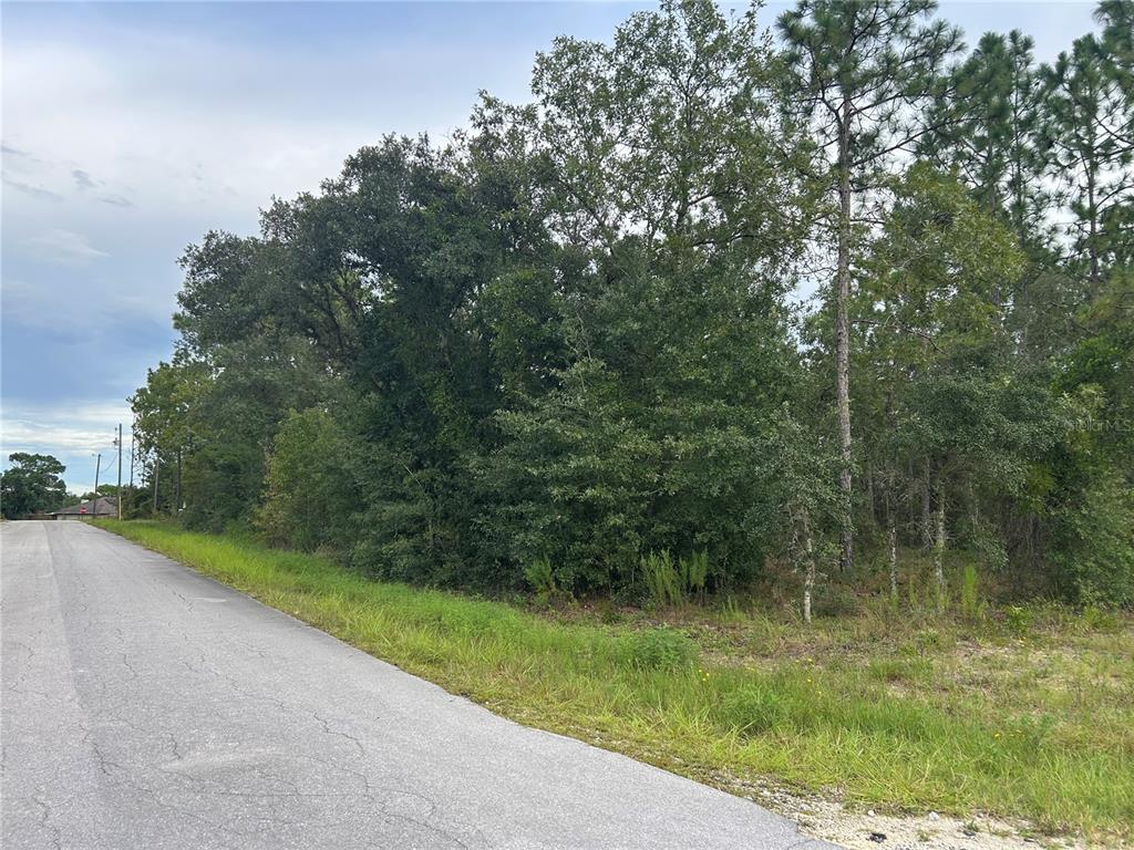 A paved road runs alongside a wooded lot with dense trees and vegetation — TBD NE 150TH AVENUE, WILLISTON, FL