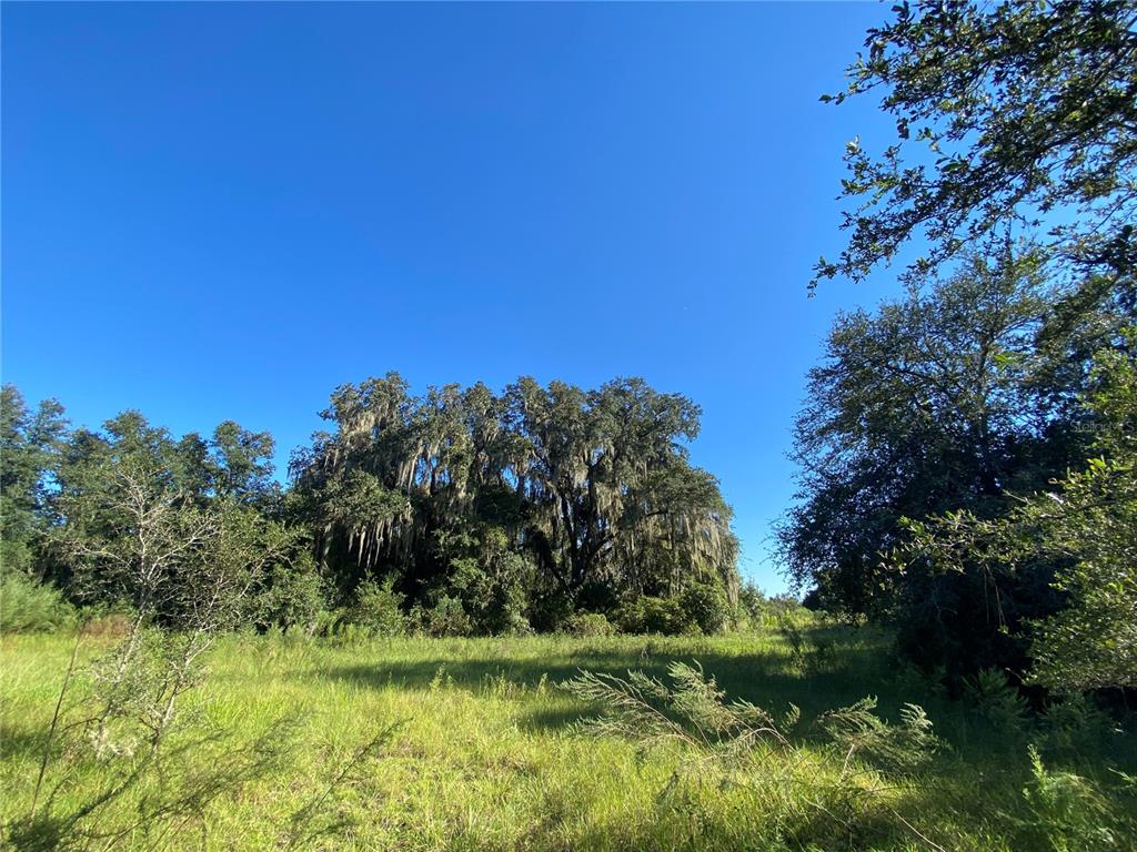 A grassy field leads to a cluster of large trees draped with Spanish moss — 8701 S FRUITION AVENUE, FLORAL CITY, FL
