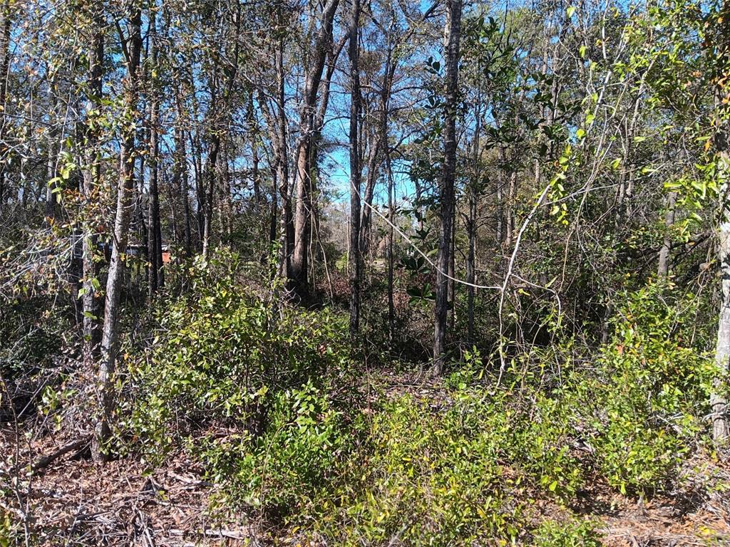 A wooded lot with dense trees and low-lying brush under a clear blue sky — 155 PALM DRIVE, BRONSON, FL