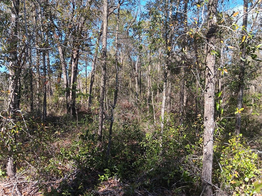A wooded lot filled with dense trees and low-lying brush under a clear blue sky — 155 PALM DRIVE, BRONSON, FL