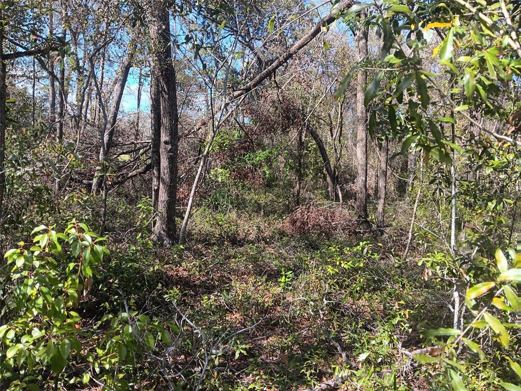 A dense, wooded area with mature trees and thick underbrush under a clear blue sky — 155 PALM DRIVE, BRONSON, FL