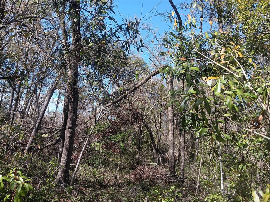 A view of a wooded lot featuring several trees and dense undergrowth under a blue sky — 155 PALM DRIVE, BRONSON, FL