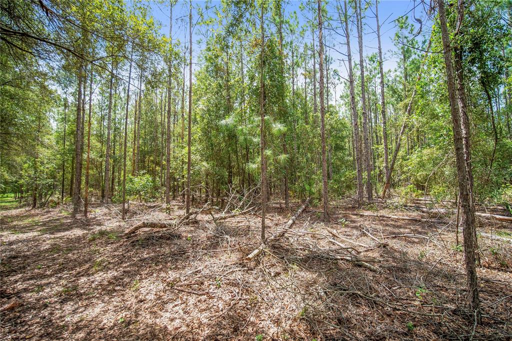NE CR 337, HIGH SPRINGS, FL — photo 3 of 20