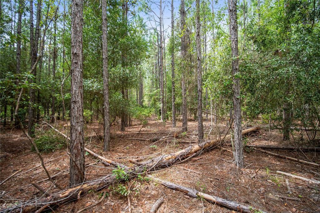 NE CR 337, HIGH SPRINGS, FL — photo 4 of 20