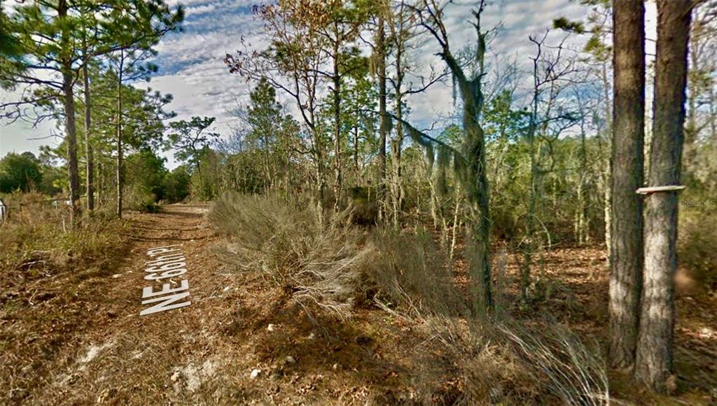 A dirt road runs alongside a wooded lot with pine trees and sparse underbrush — 000 66TH PL. NE, BRONSON, FL