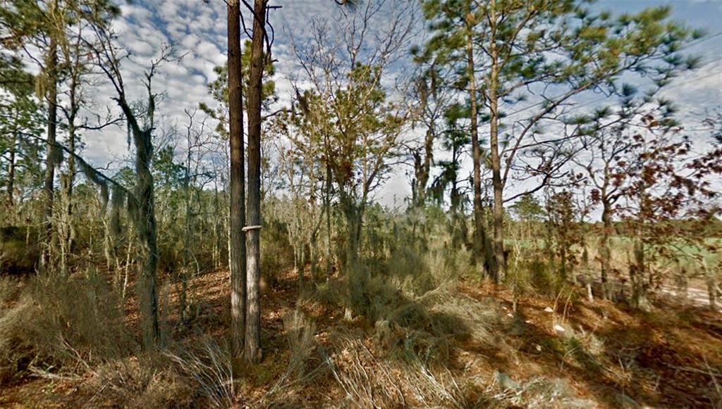 A wooded lot features tall pine trees and sparse ground vegetation under a cloudy sky — 000 66TH PL. NE, BRONSON, FL
