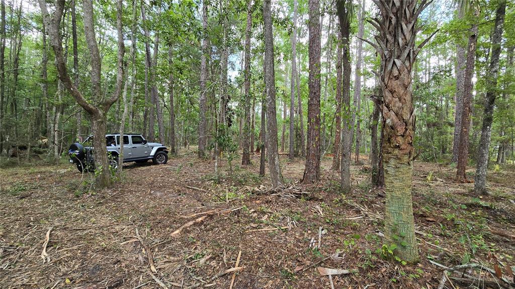 A paved road runs alongside a dense, wooded lot with various trees and shrubs — 00 E HIGHWAY 316, FORT MC COY, FL