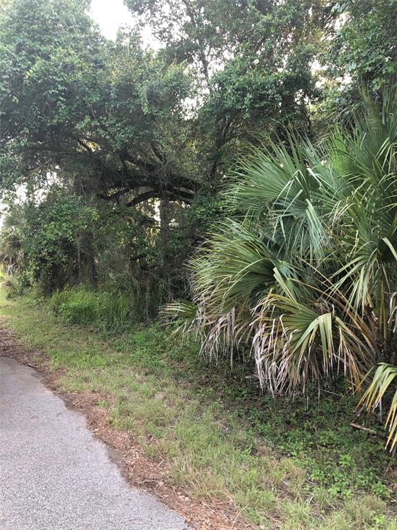A paved path runs alongside a dense area of trees and large palmetto bushes — CARMELIA STREET, NORTH PORT, FL