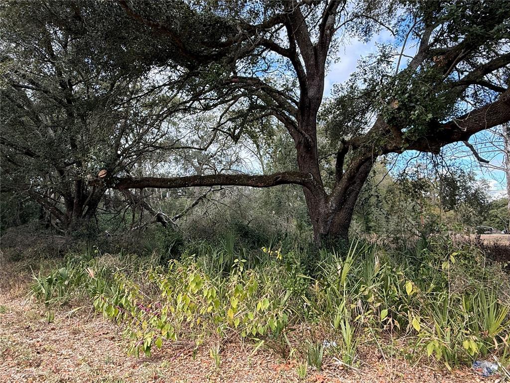 Large oak trees stand over a patch of wild vegetation and brush — 0 HILDA RD, DADE CITY, FL