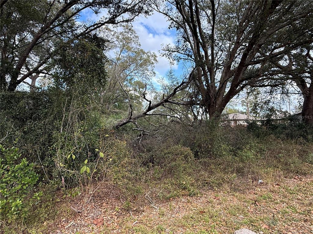 A wooded lot features dense brush and several large, mature trees — 0 HILDA RD, DADE CITY, FL