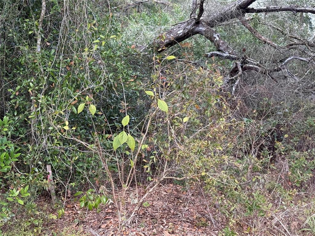A small, sparse shrub stands in a wooded area with fallen branches in the background — 0 HILDA RD, DADE CITY, FL